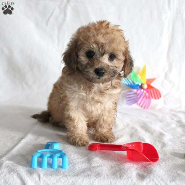 Blair, Cavapoo Puppy